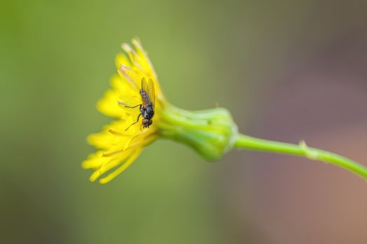 soft flower blossom in a nature garden