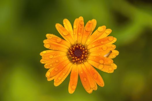 soft flower blossom in a nature garden