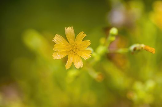 soft flower blossom in a nature garden