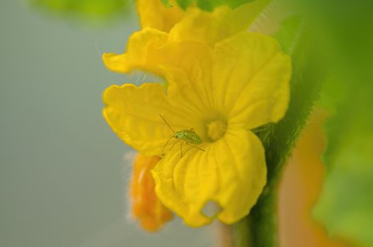 soft flower blossom in a nature garden