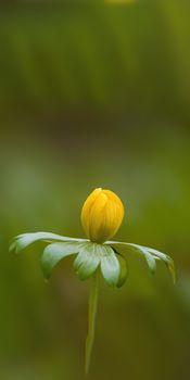 a soft flower blossom in a nature garden