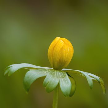 a soft flower blossom in a nature garden