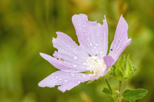 soft flower blossom in a nature garden