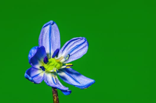 a soft flower blossom in a nature garden