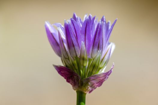 soft flower blossom in a nature garden