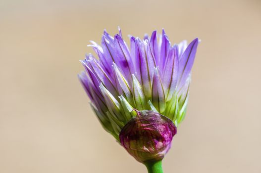 soft flower blossom in a nature garden