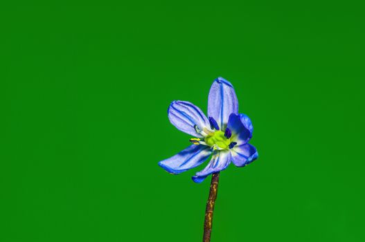 a soft flower blossom in a nature garden