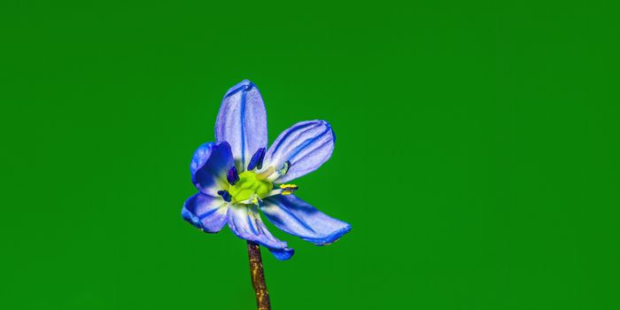 a soft flower blossom in a nature garden