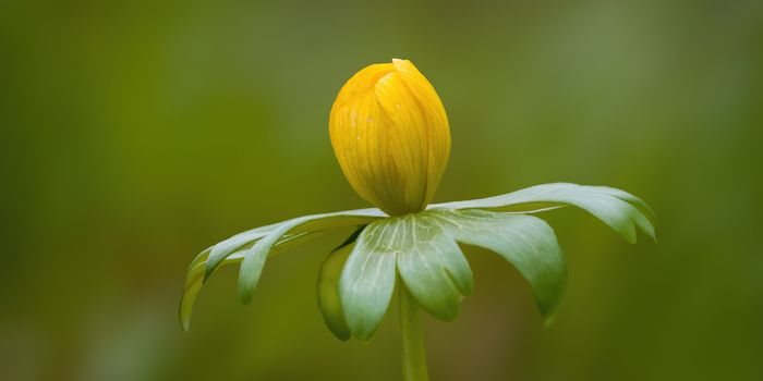 a soft flower blossom in a nature garden