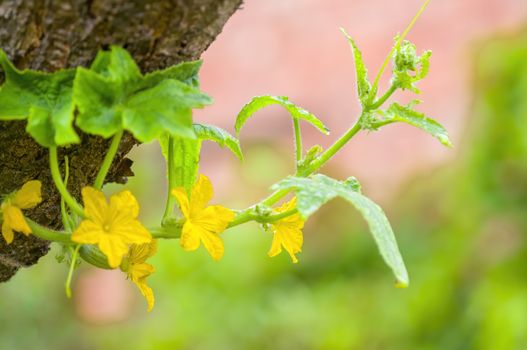 soft flower blossom in a nature garden