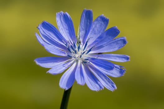 a soft flower blossom in a nature garden