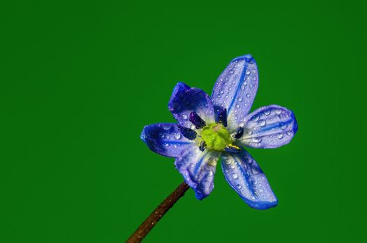 a soft flower blossom in a nature garden