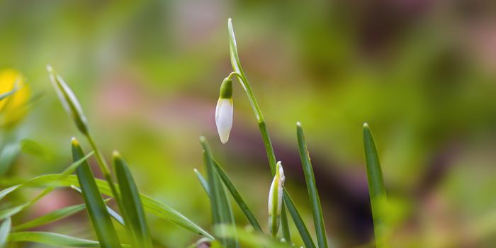 a soft flower blossom in a nature garden