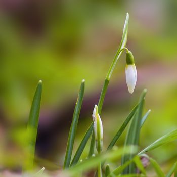 a soft flower blossom in a nature garden