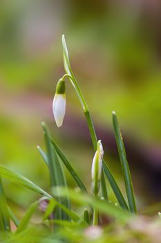 a soft flower blossom in a nature garden