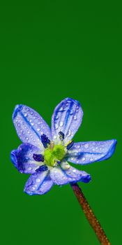 a soft flower blossom in a nature garden