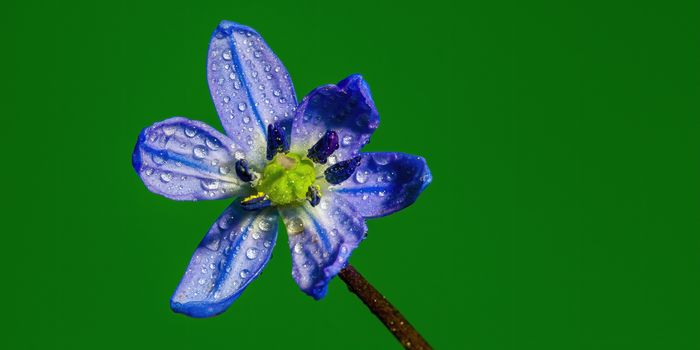 a soft flower blossom in a nature garden