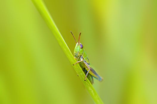 a Small grasshopper insect on a plant in the meadows