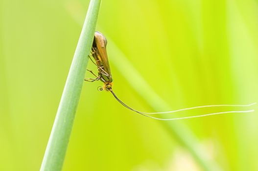 a Small butterfly insect on a plant in the meadows