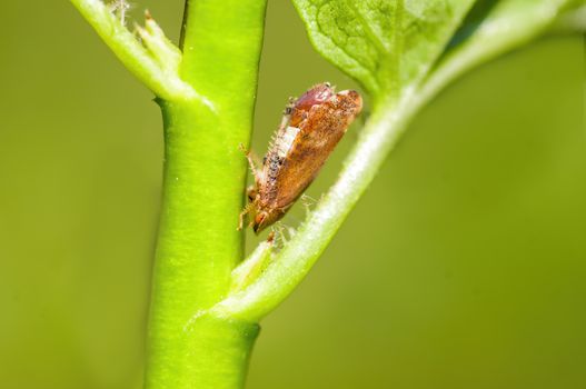 a Small larvae insect on a plant in the meadows