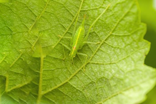 a Small grasshopper insect on a plant in the meadows