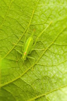 a Small grasshopper insect on a plant in the meadows