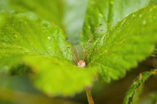 a Small spider insect on a plant in the meadows