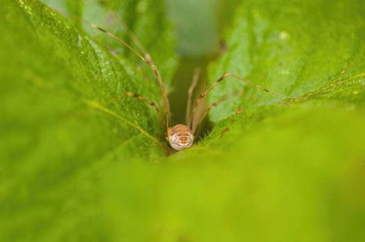 a Small spider insect on a plant in the meadows