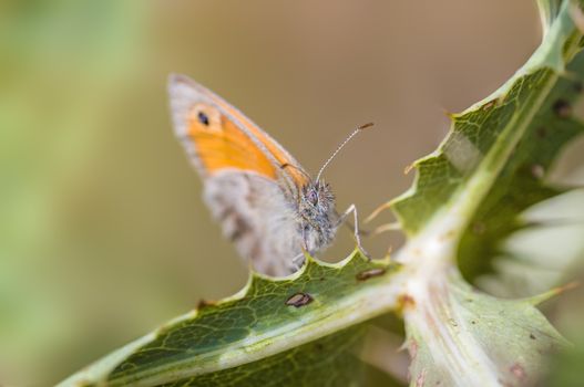 a Small butterfly insect on a plant in the meadows