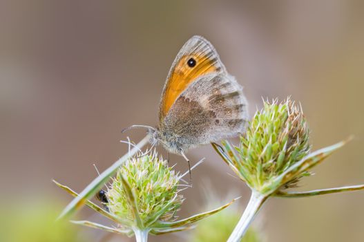 a Small butterfly insect on a plant in the meadows