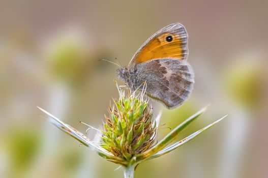 a Small butterfly insect on a plant in the meadows