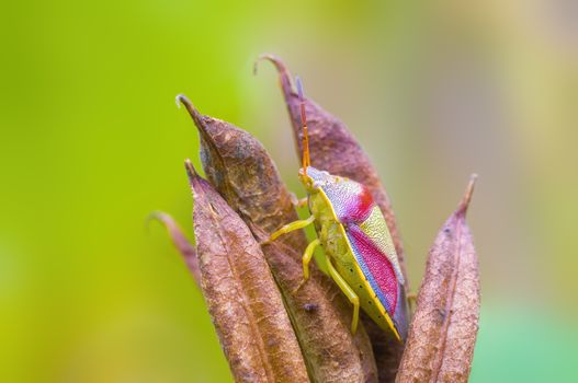 a Small beetle insect on a plant in the meadows