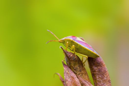 a Small beetle insect on a plant in the meadows