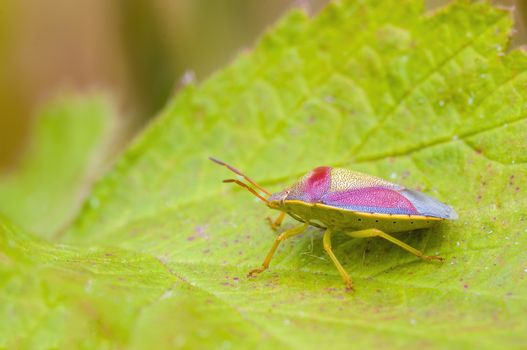 a Small beetle insect on a plant in the meadows