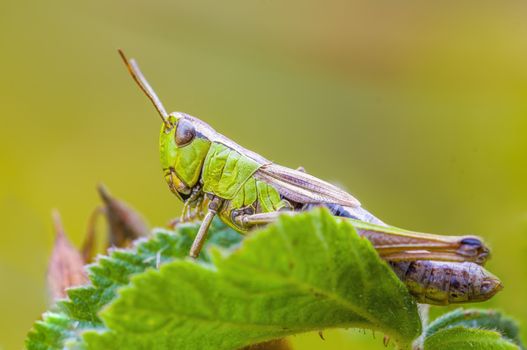 a Small grasshopper insect on a plant in the meadows