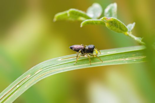 a Small spider insect on a plant in the meadows