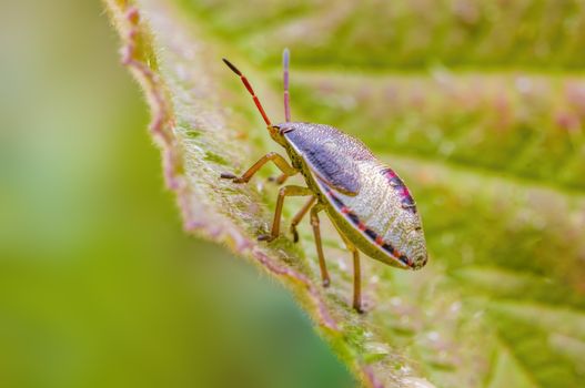 a Small beetle insect on a plant in the meadows