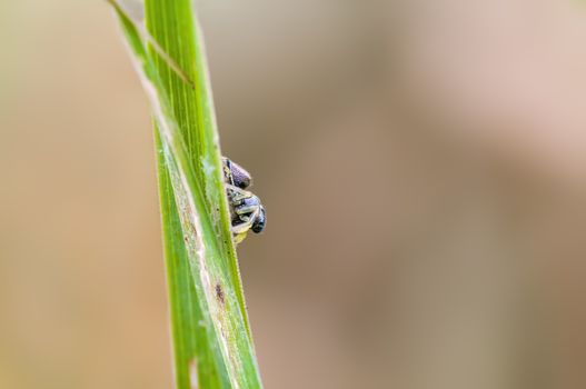 a Small spider insect on a plant in the meadows