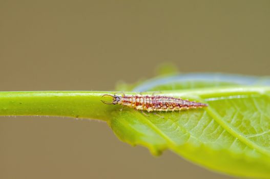 a Small larvae insect on a plant in the meadows