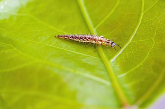 a Small larvae insect on a plant in the meadows