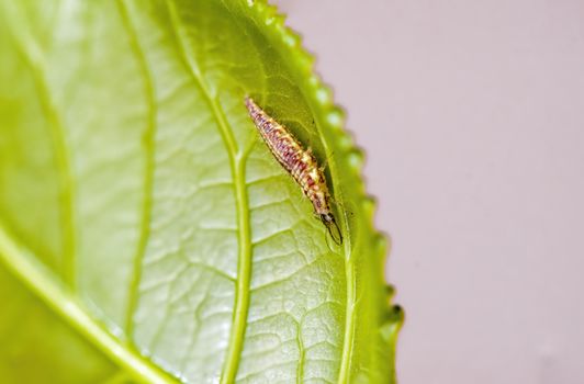a Small larvae insect on a plant in the meadows