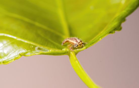 a Small larvae insect on a plant in the meadows