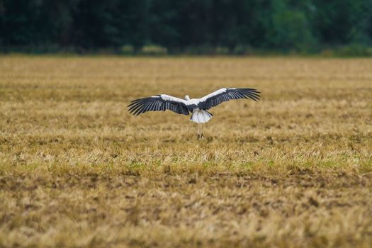 a great young bird on farm field in the nature