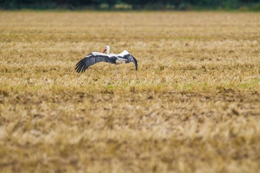 a great young bird on farm field in the nature