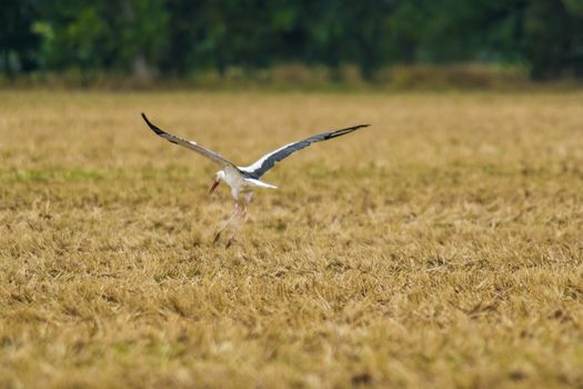 a great young bird on farm field in the nature