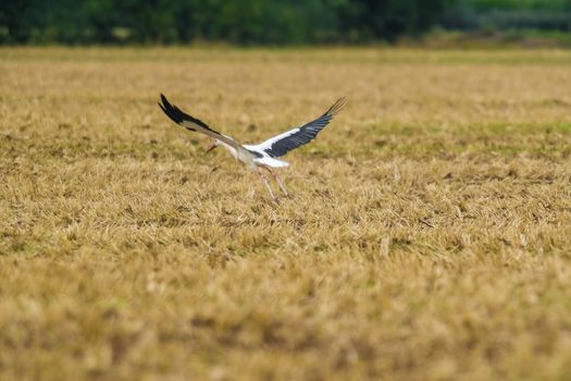 a great young bird on farm field in the nature