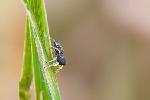 a Small spider insect on a plant in the meadows