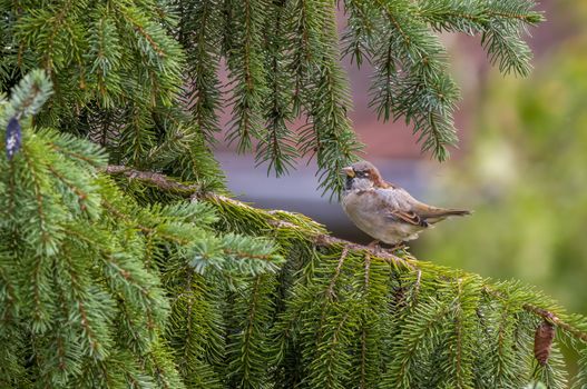 a little young bird on the branch in nature