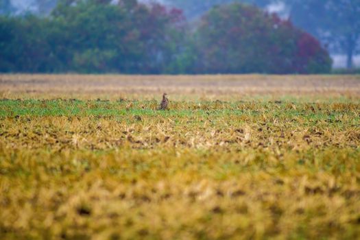 a great young bird on farm field in the nature