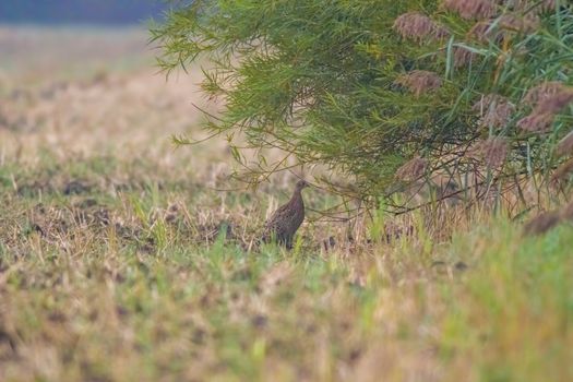 a great young bird on farm field in the nature